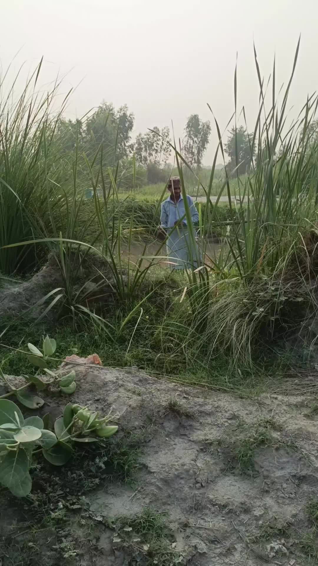 @گُڈو بادشاہ