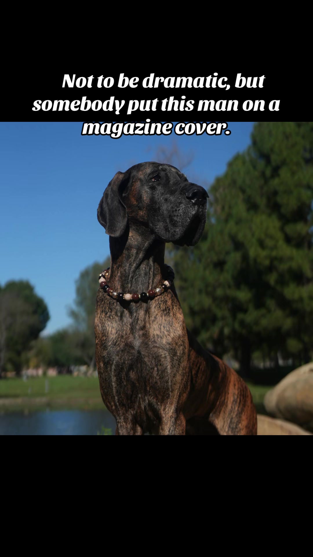 @Anders Bees Knees Great Dane
