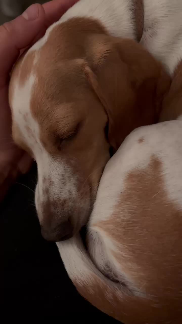 @Mileythedackel