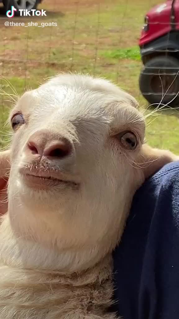 @goatloverroorkee