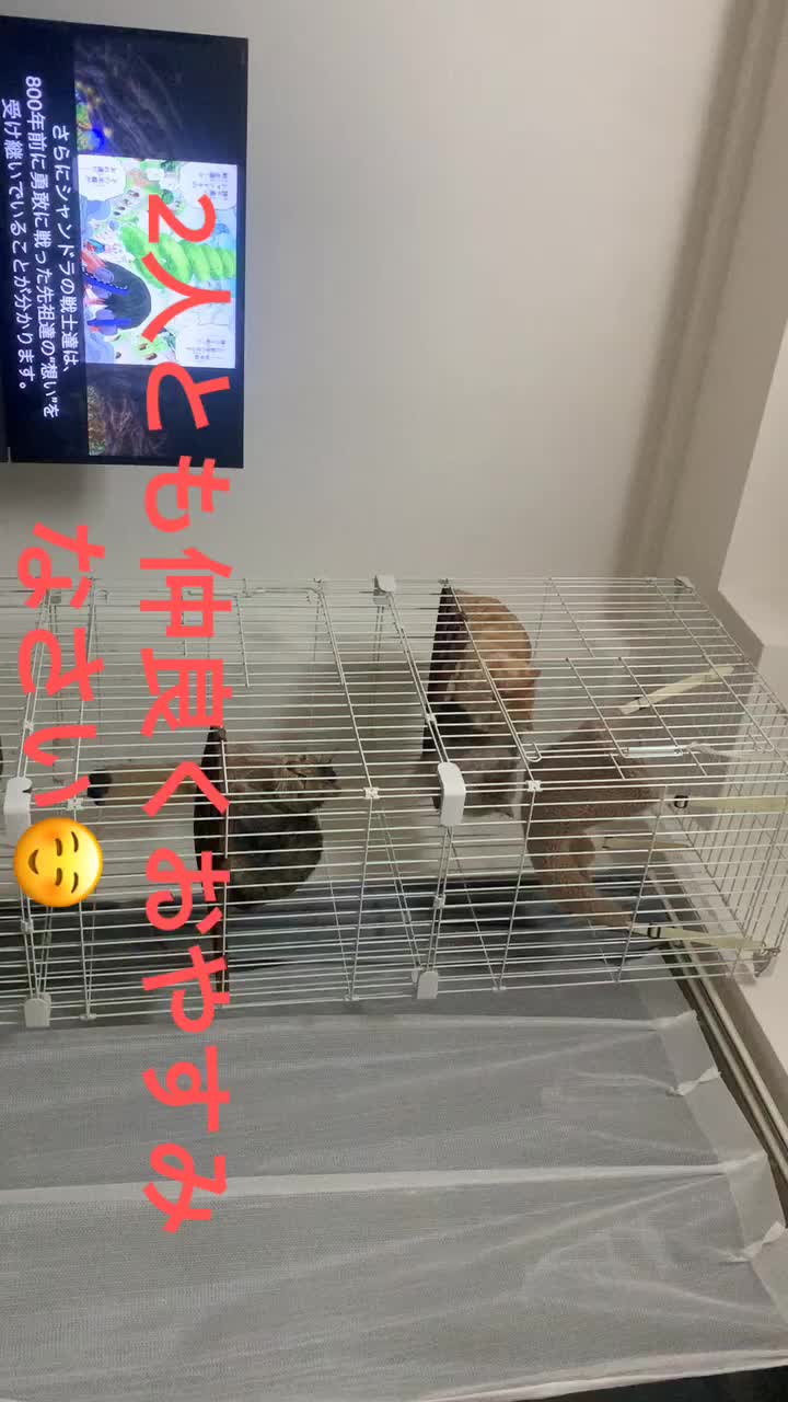 @武雷暗(ブライアン)