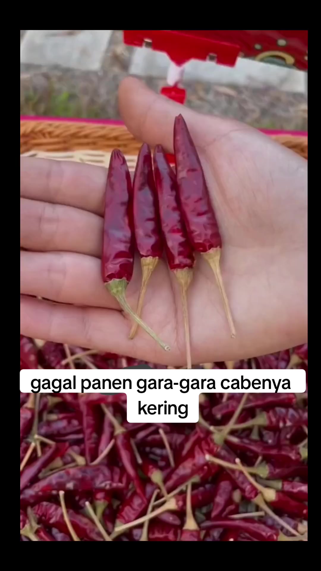 @hanifarm
