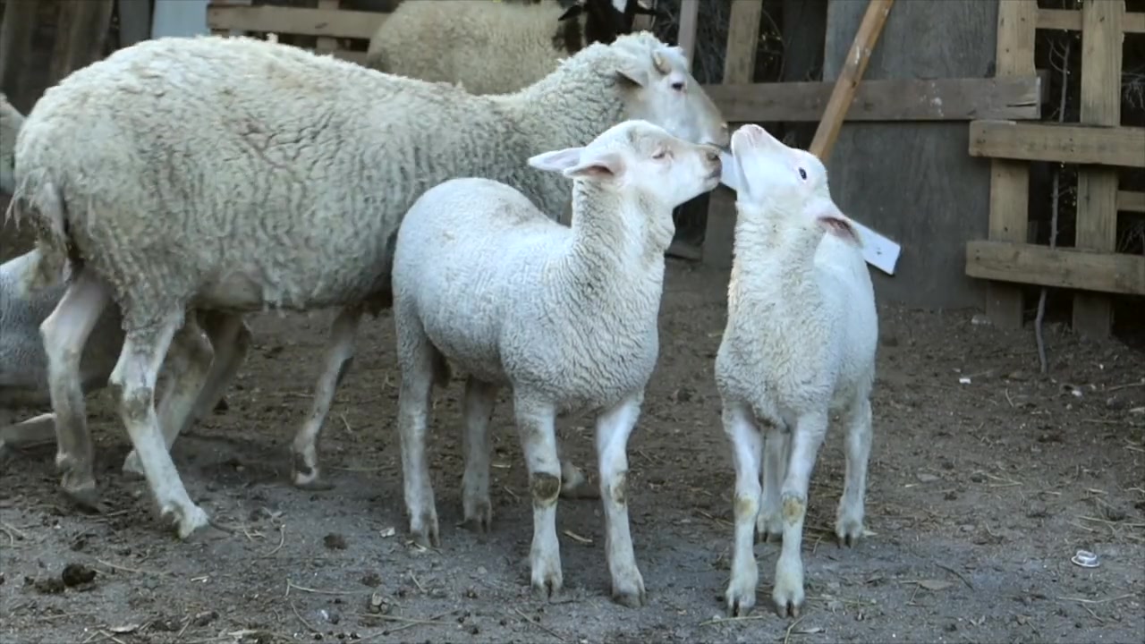 @Bakwan Animals