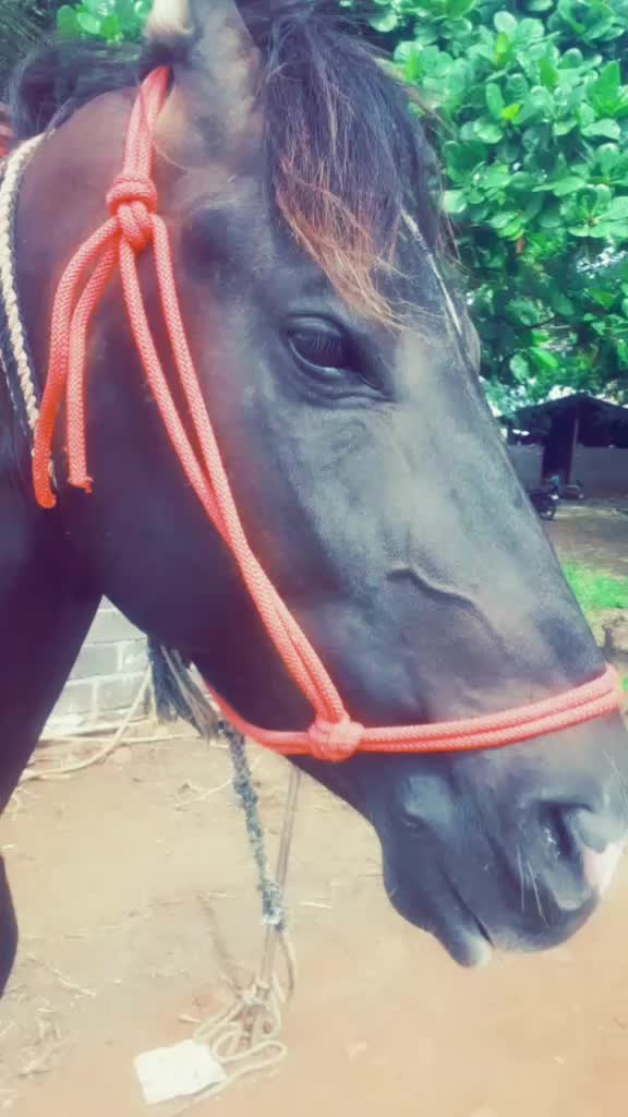 @marigudi Gokak