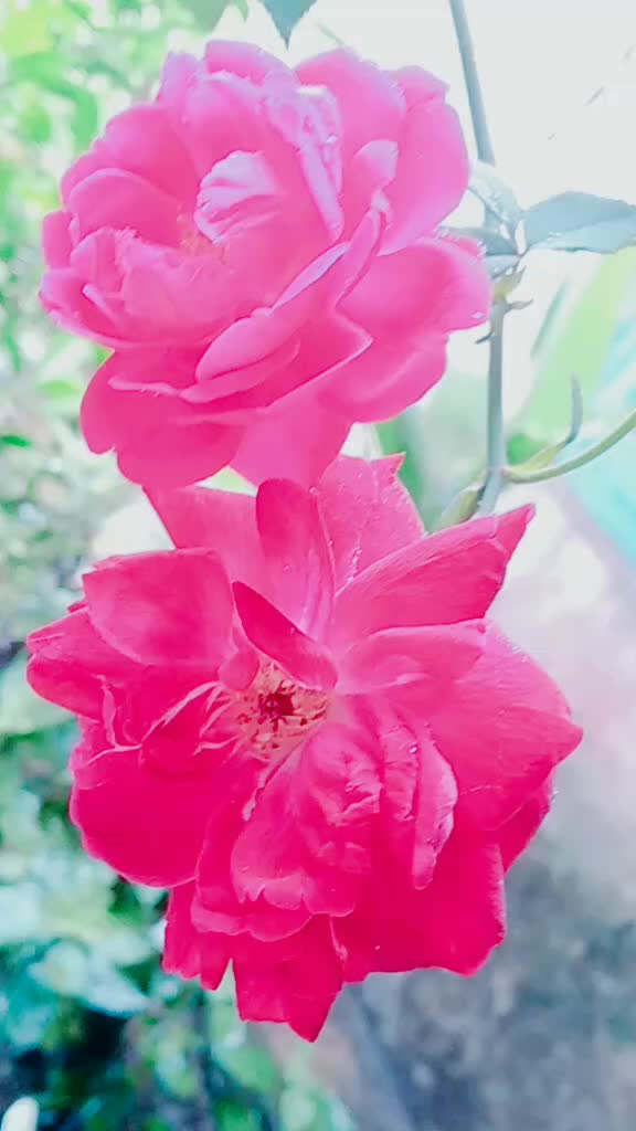 @💕barsha borah💕