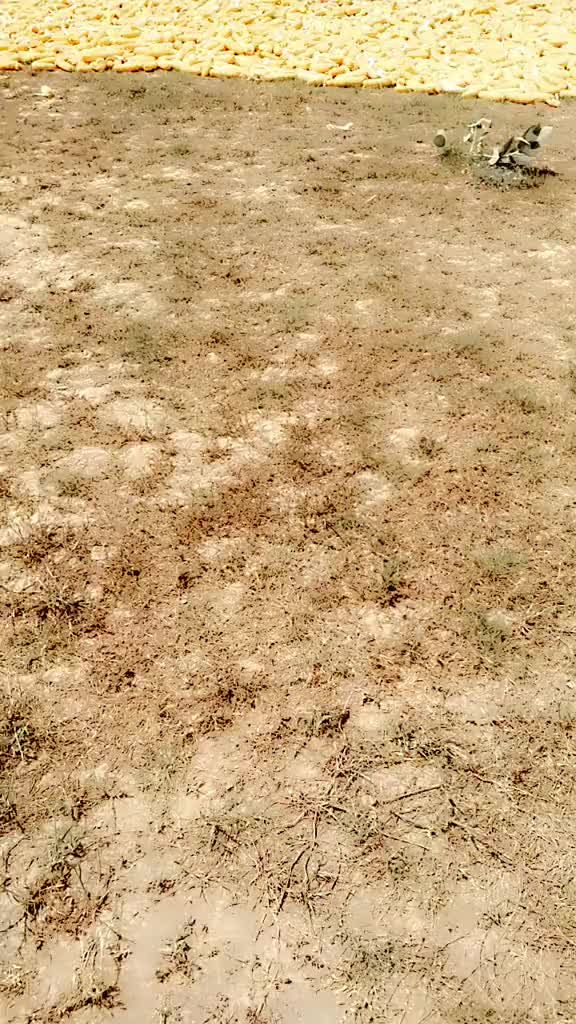 @Bilal shahiwal walia1