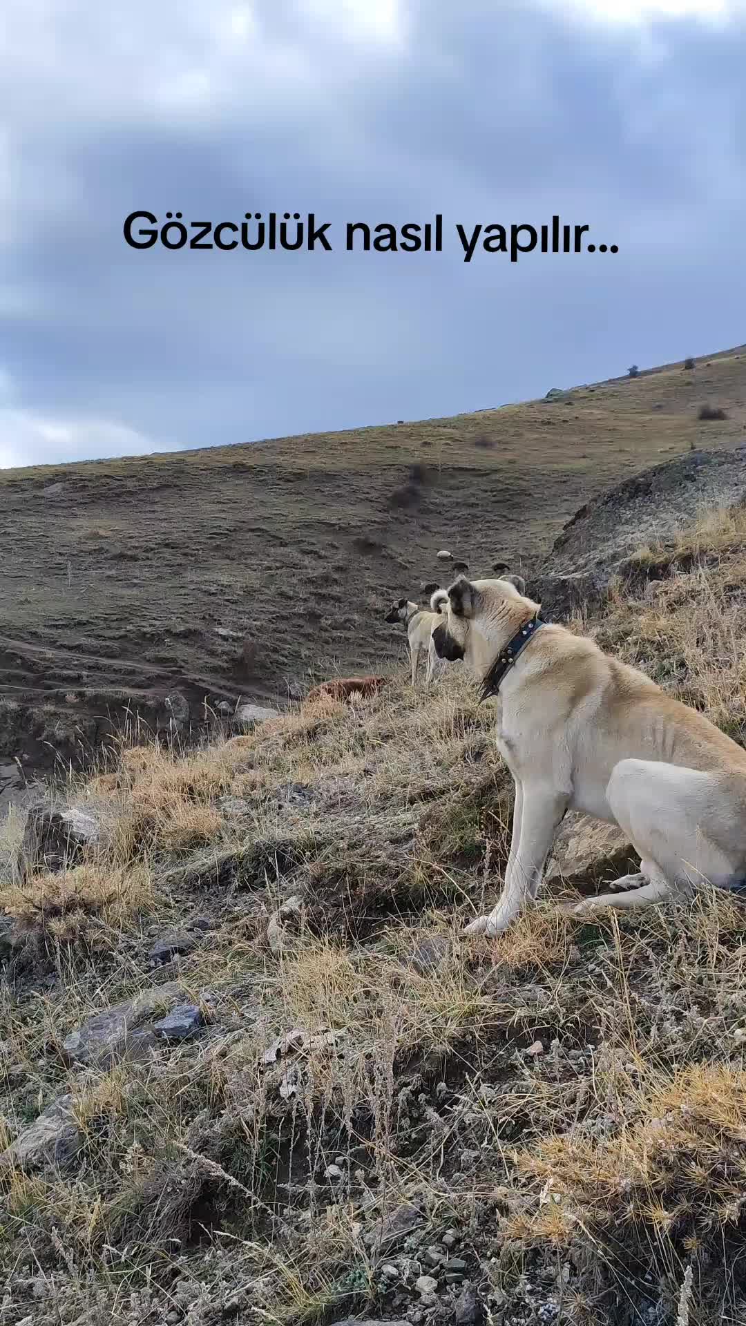 @SAMİ G&Uuml;NEŞ