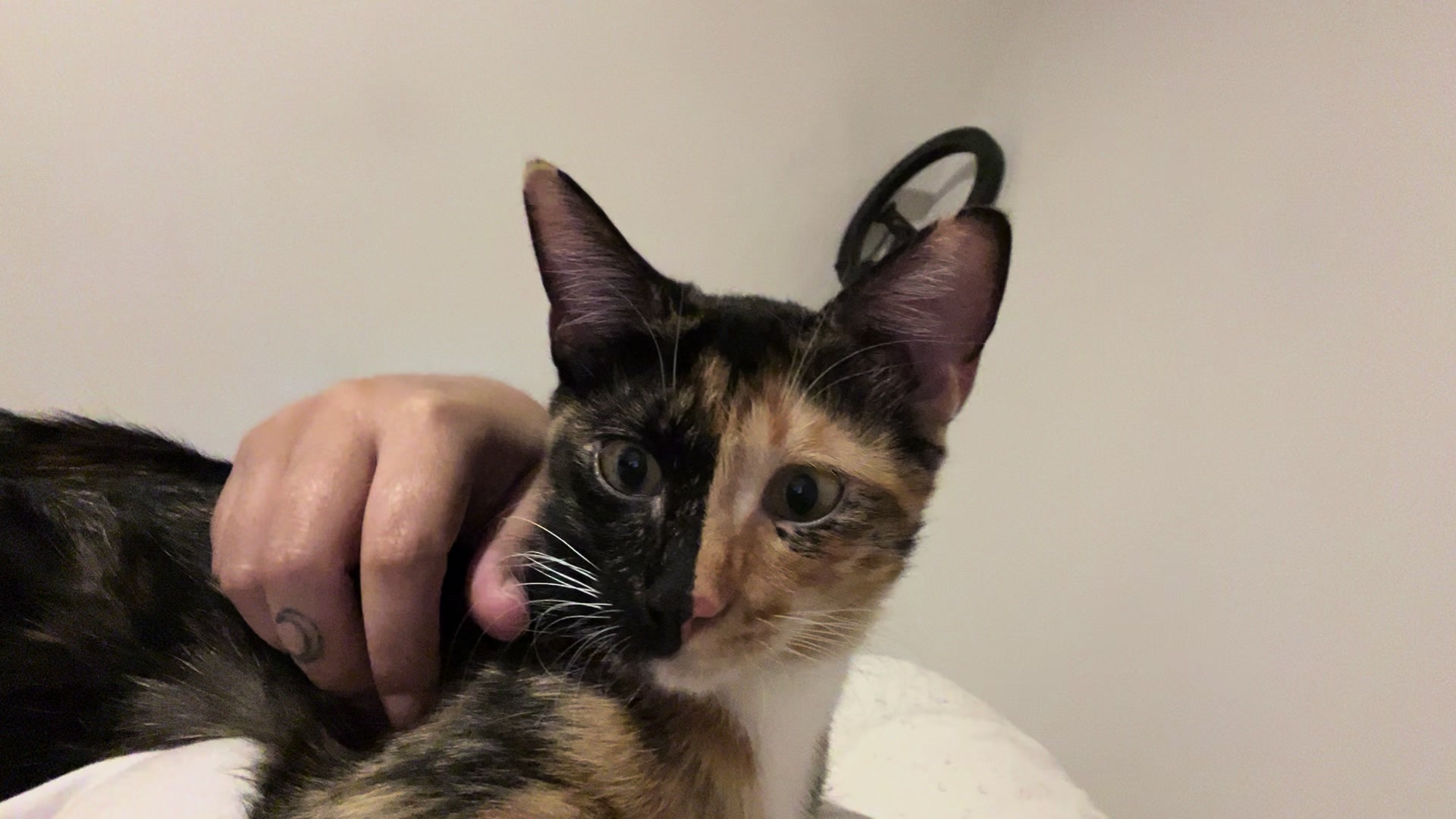@kiki 🐈⬛