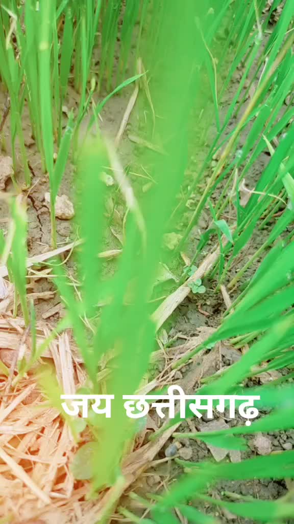 @Sona Sahu