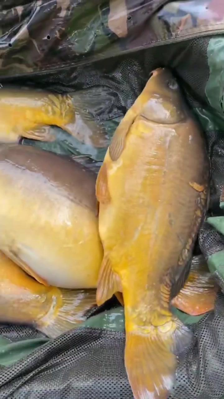 @Carpefishing80
