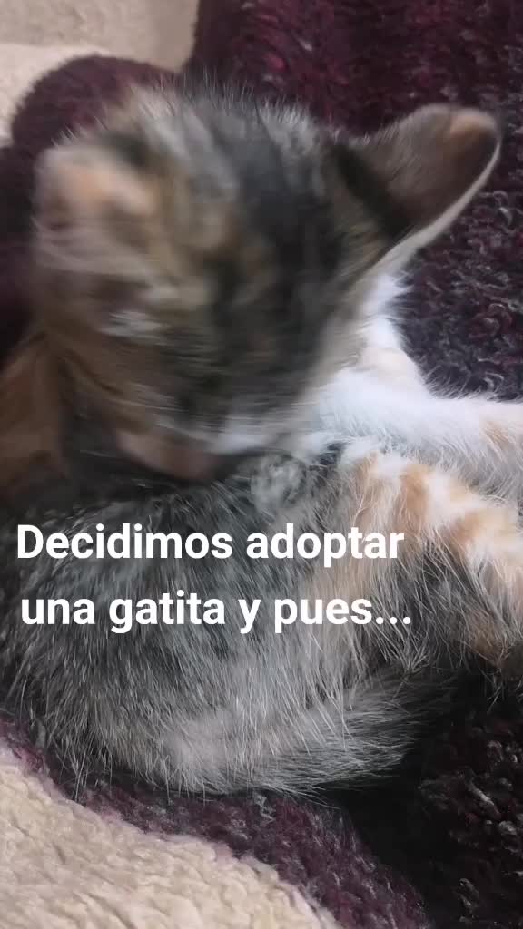 @CookieCats