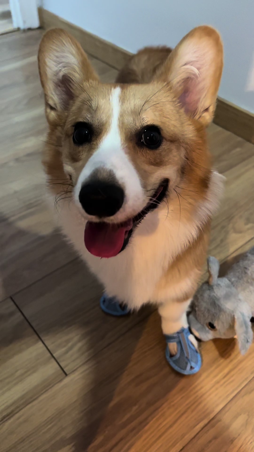 @Monty the Pembroke Welsh Corgi