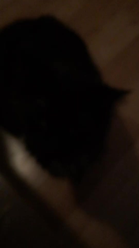 @krurah cat