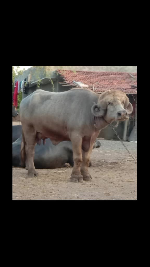 @કેશુભાઈ વાધેલા