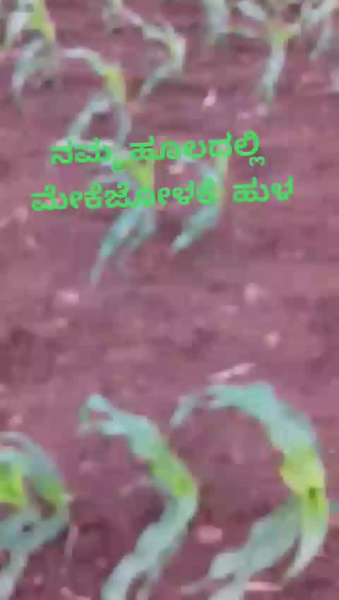 @Pradeep D Pradi