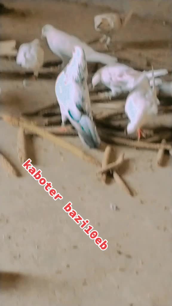 @kaboter Bazi10eb