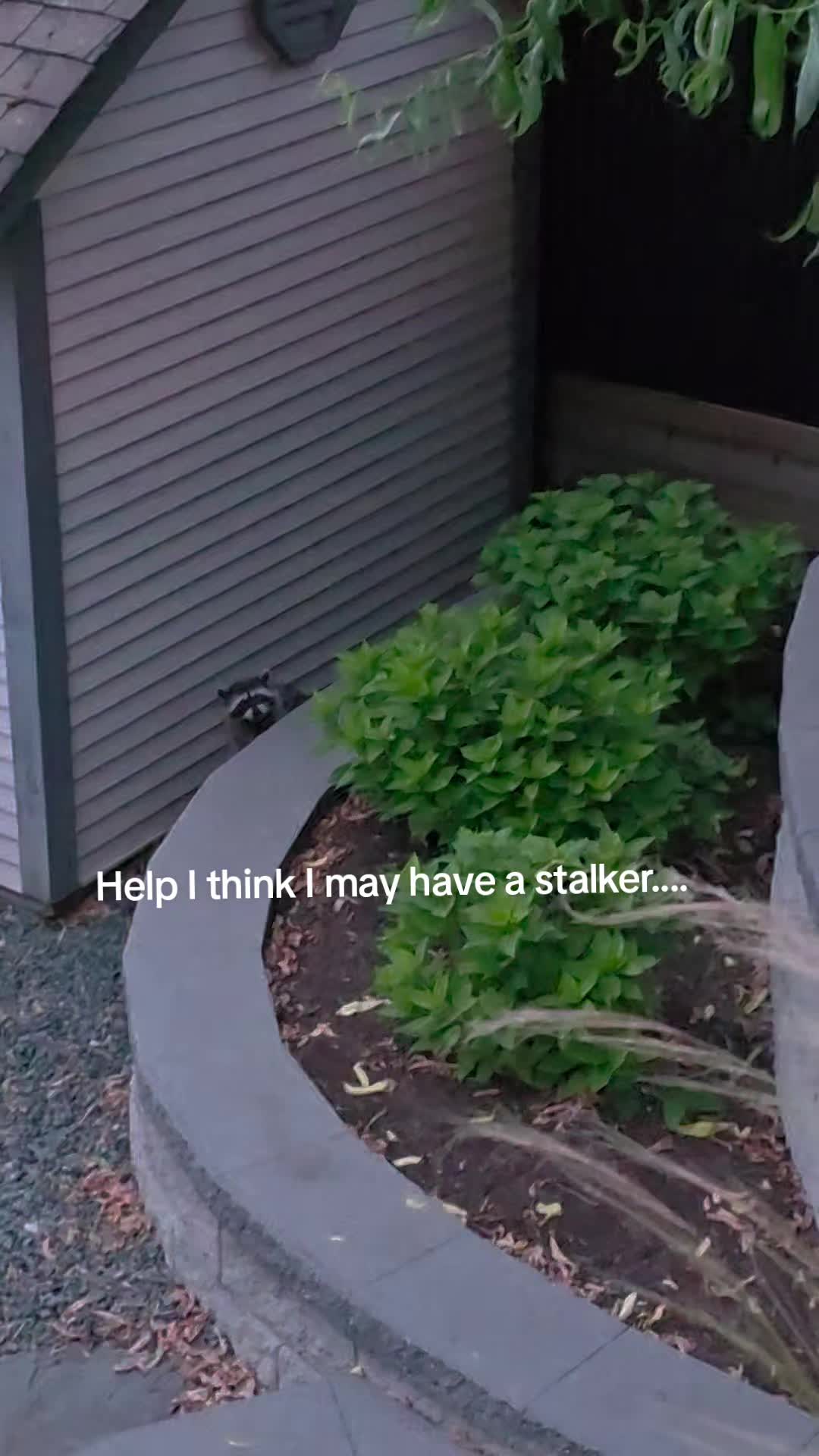 @Raccoon Drive Thru