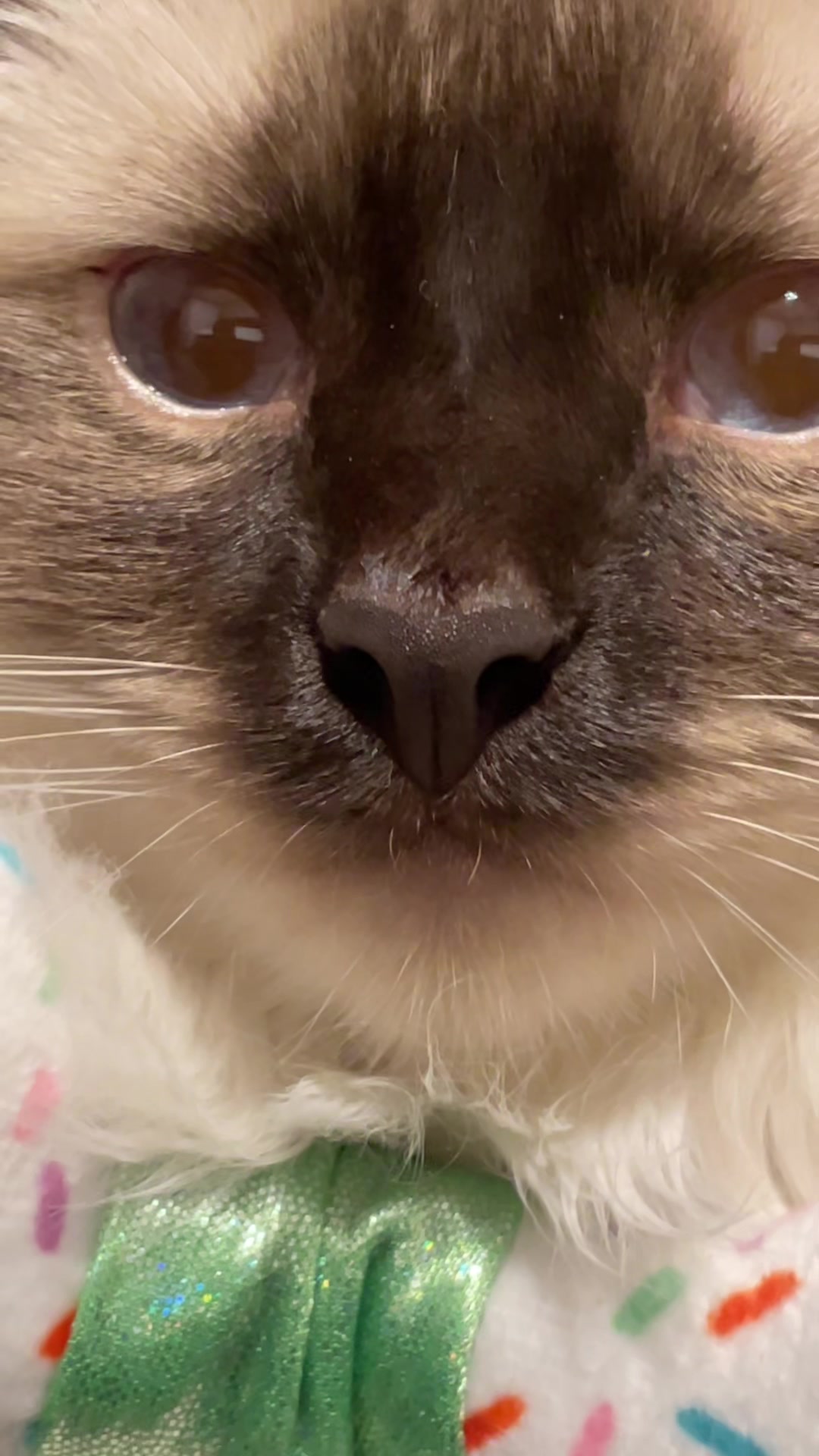 @brunokitten