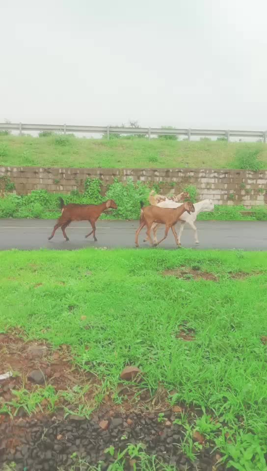 @mahi Yadav