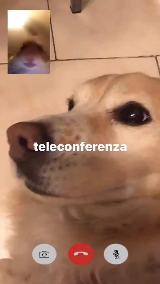 @ugofrugo