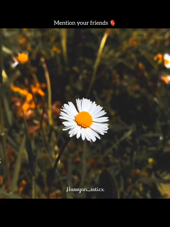 @ᕼᑌ𝚂ᗩIᑎ 🍁