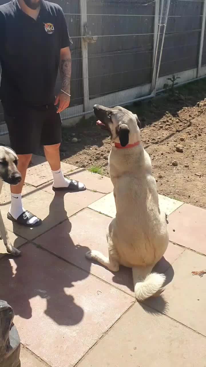 @essexkangals