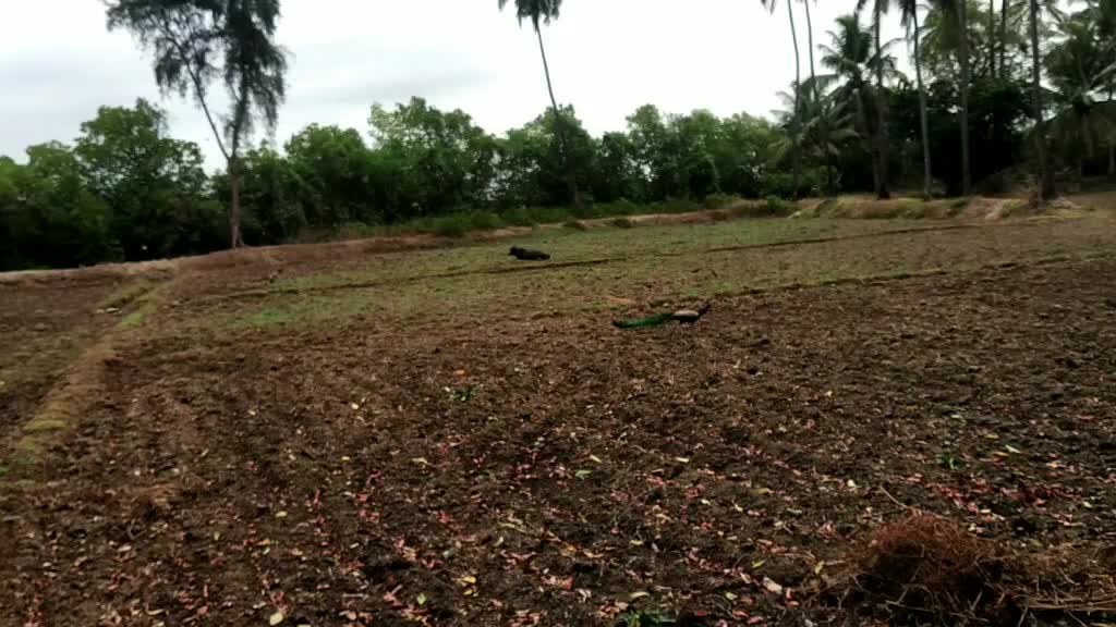 @saritha poojari