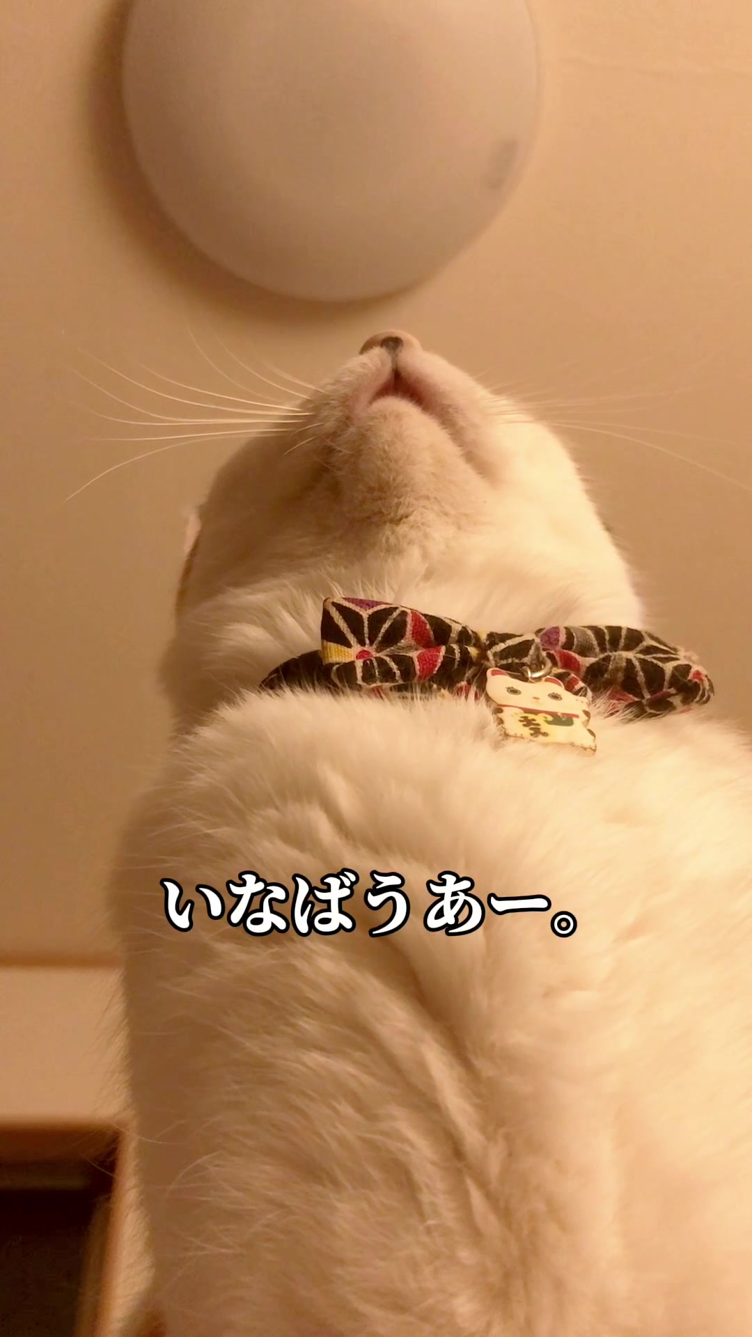 @こゆきチャンネル