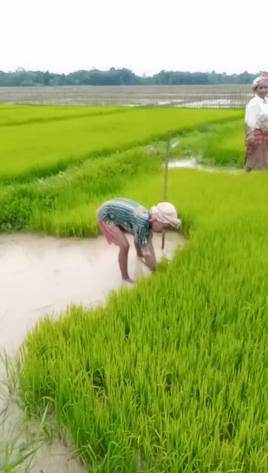 @brishti gogoi