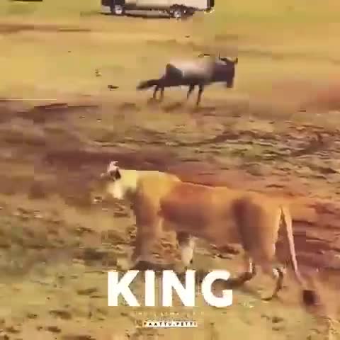 @King Maratha