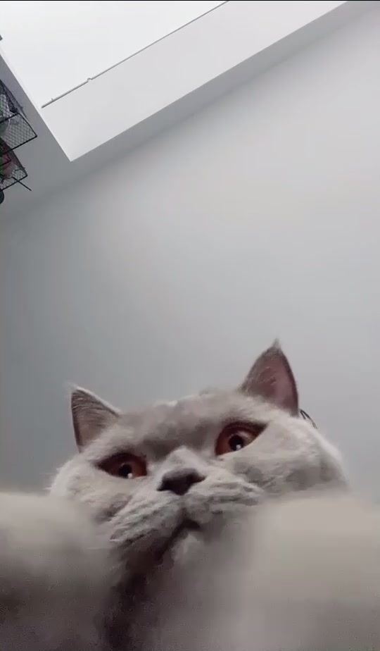 @DodoTheCat 😻