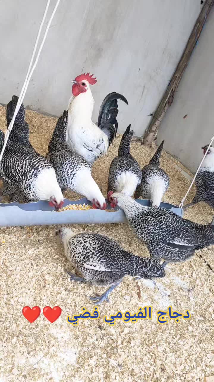 @دواجن الياس🐔🐔🐔
