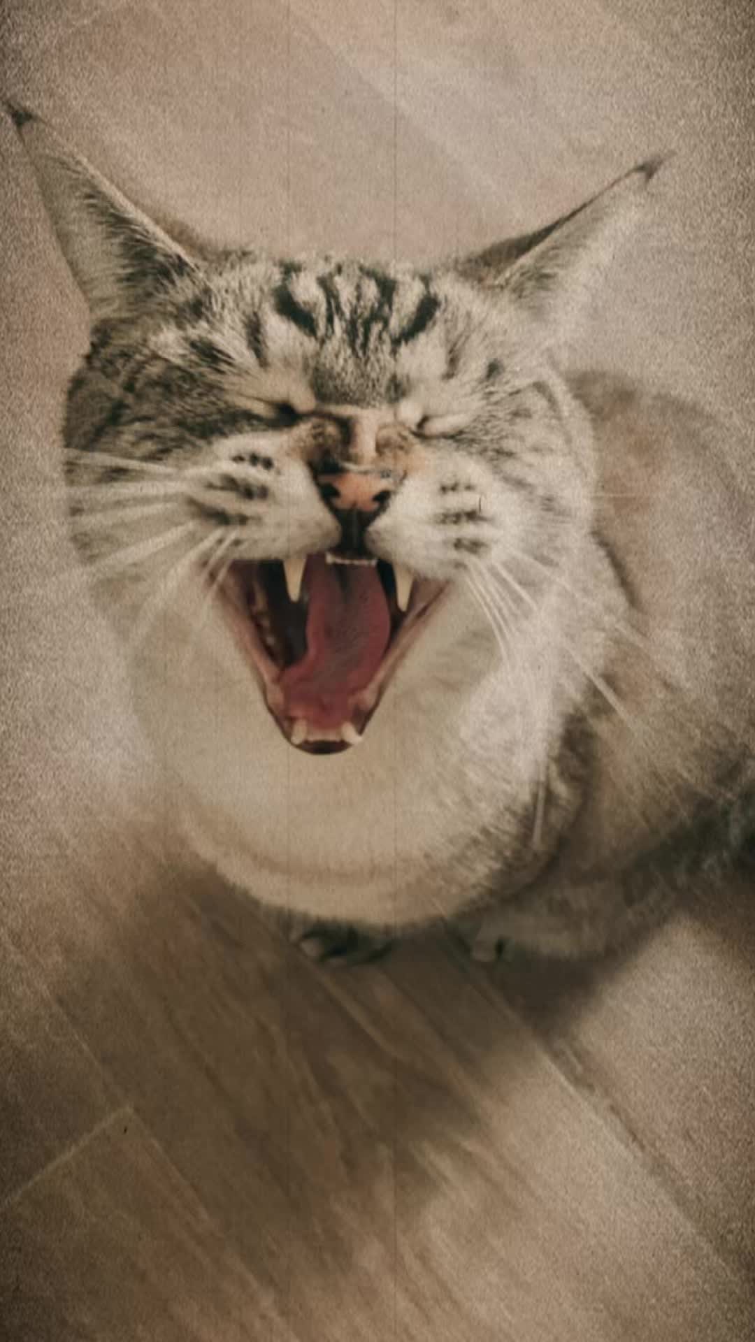 @𝐀𝐥𝐢𝐨.’ 🐒