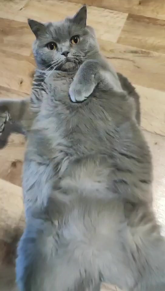 @Кошка Зефирка