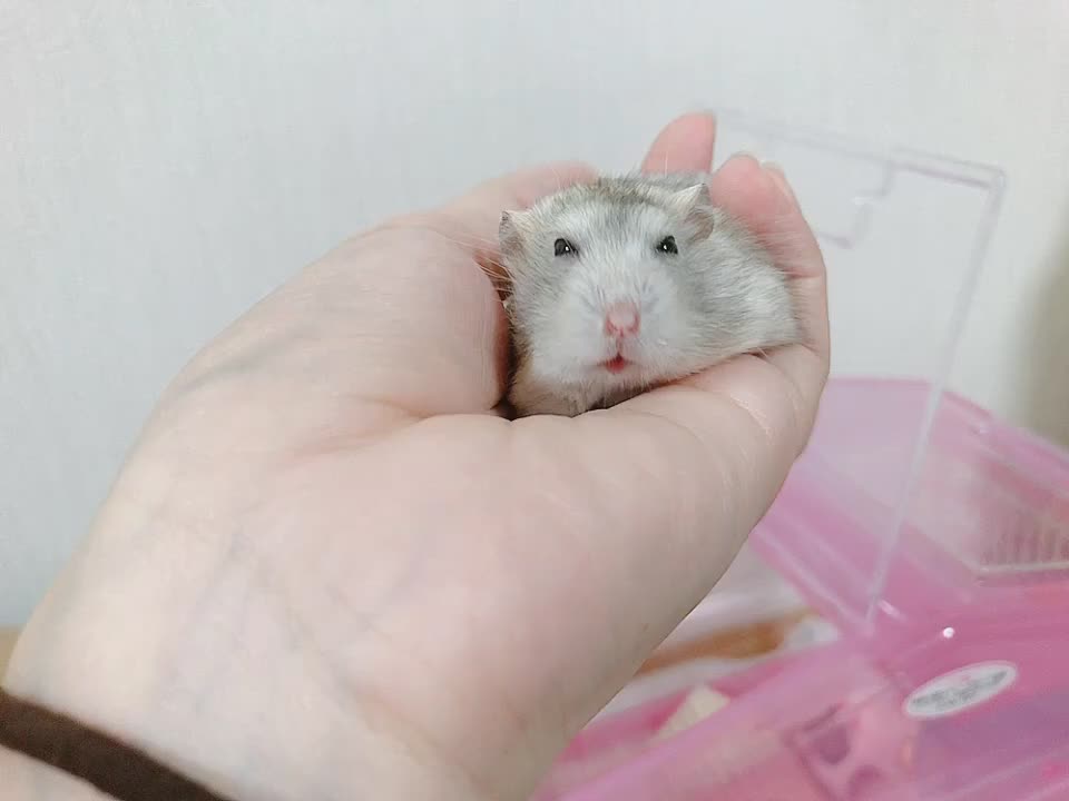 @すみっコ