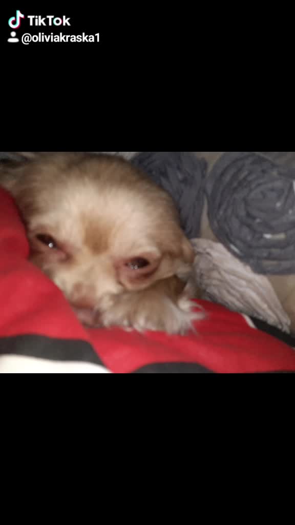 @sissi_dog