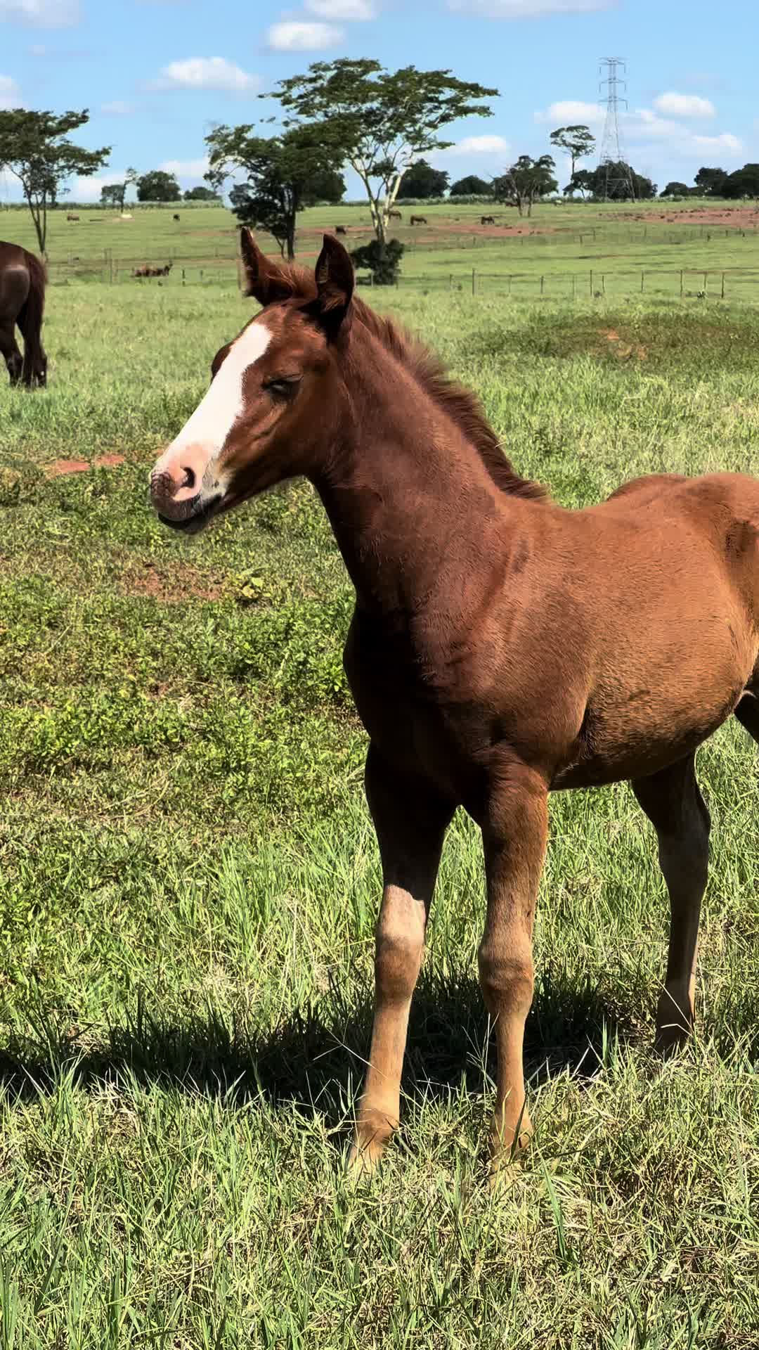 @PRIME HORSE