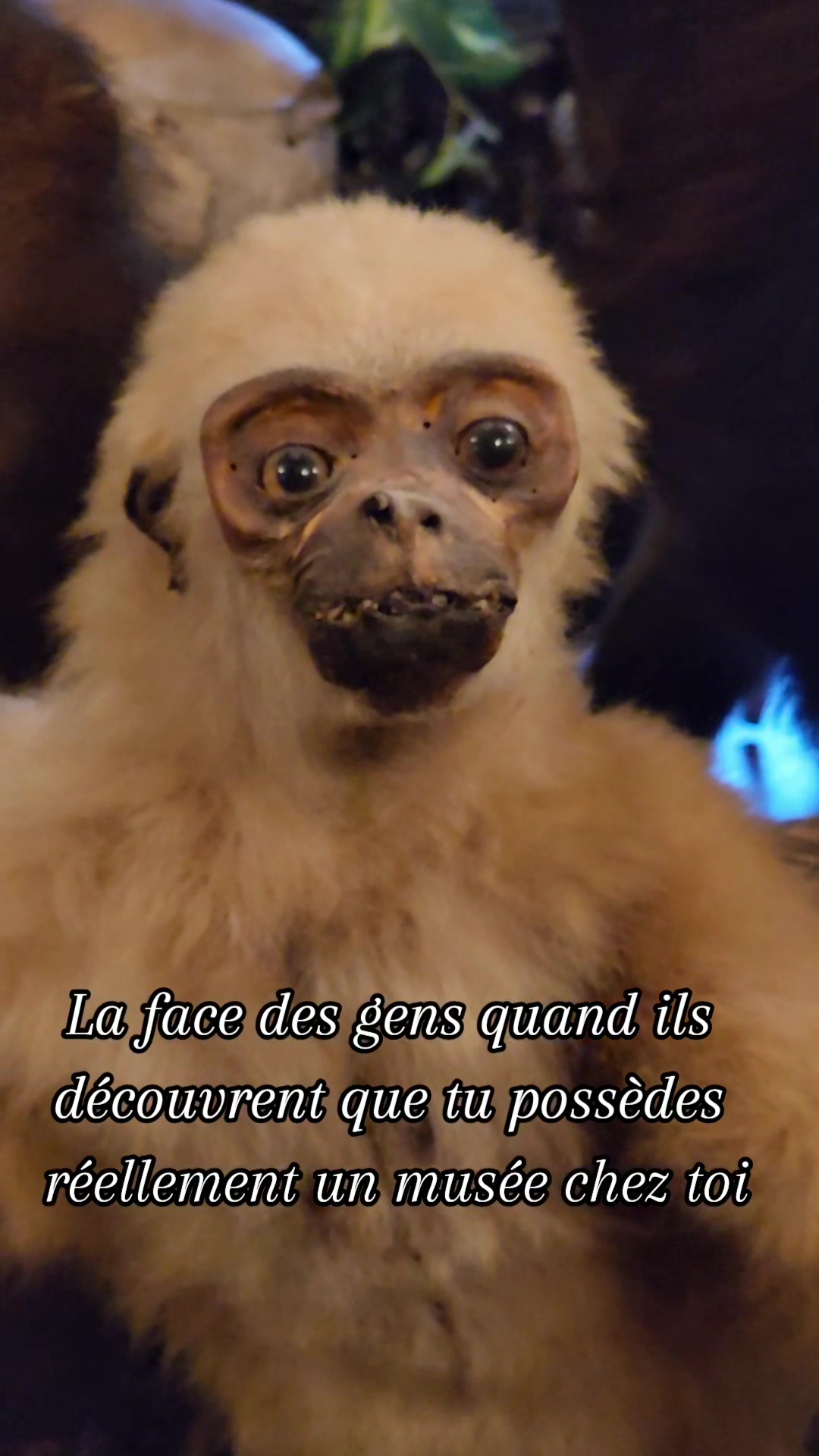 @Les Curieuses