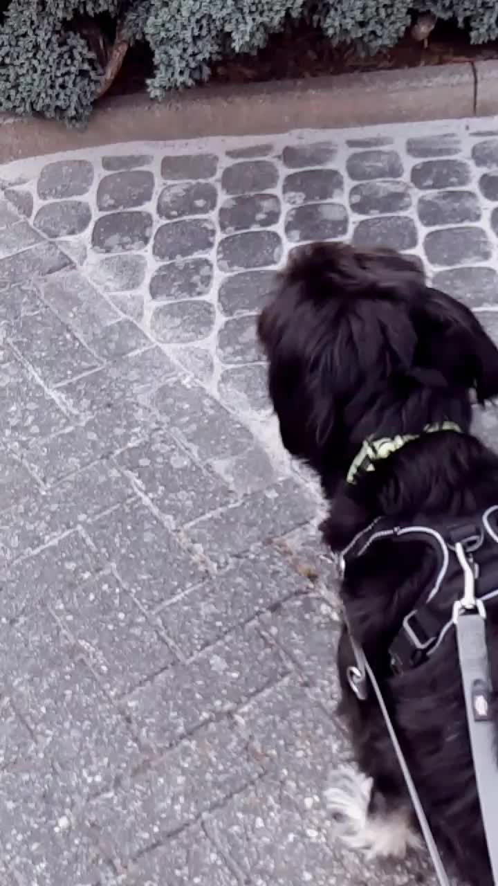 @Mischling 🐶