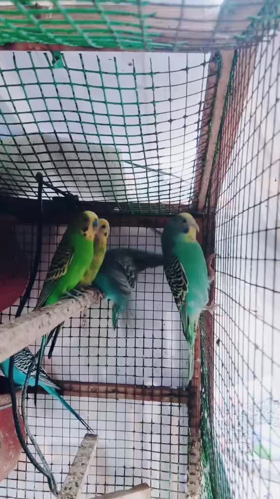 @Rajaram