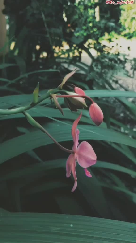@yadhupj