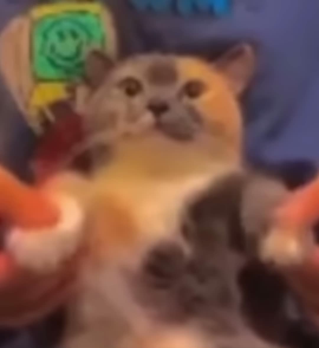 @catmemes