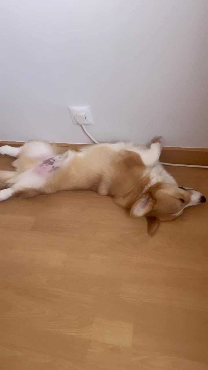 @Monty the Pembroke Welsh Corgi