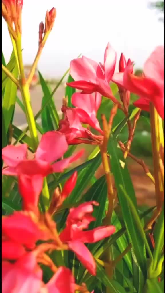 @Maninder Sain