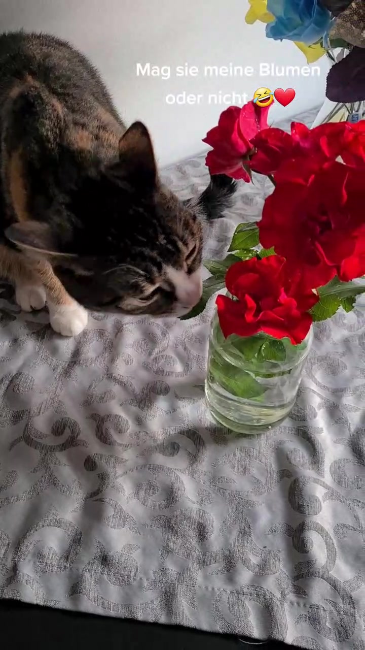 @5KidCat