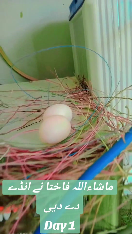 @MR_Ahsan_D