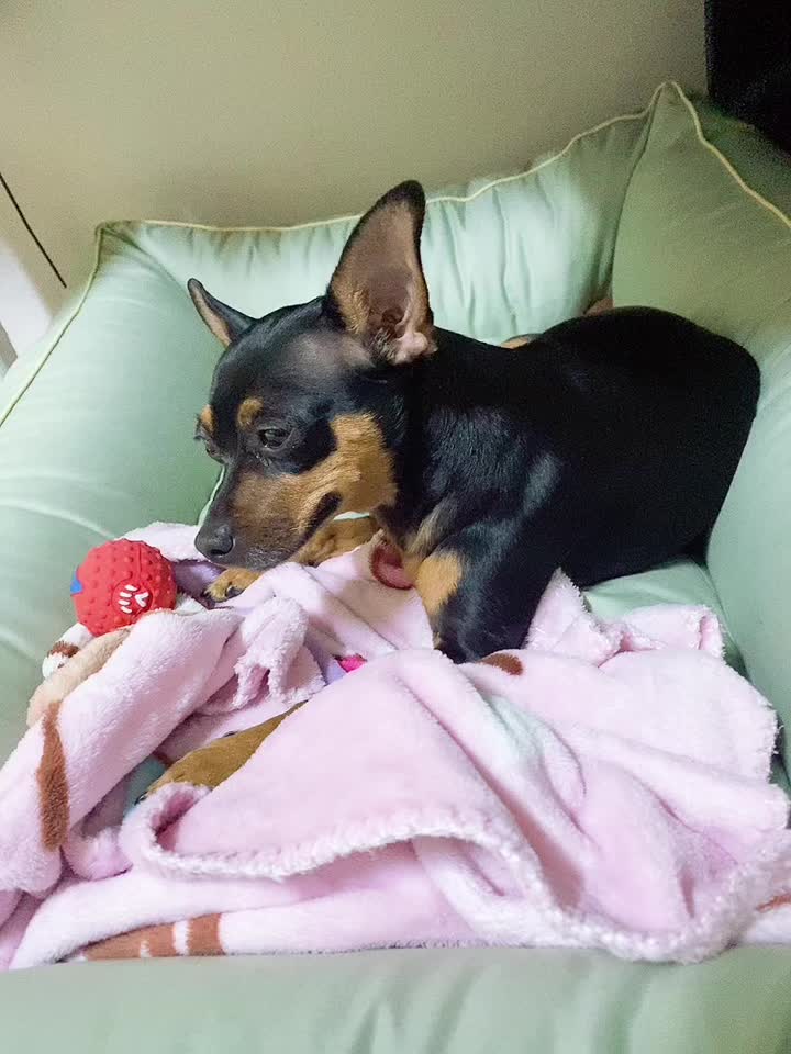 @샷쿵이