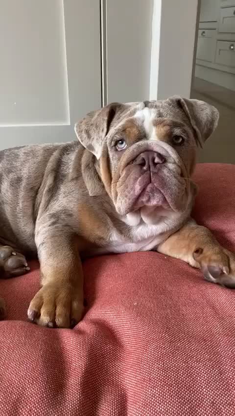 @rudzbulldogz