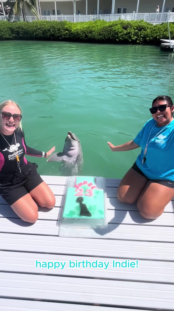 @dolphinconnection