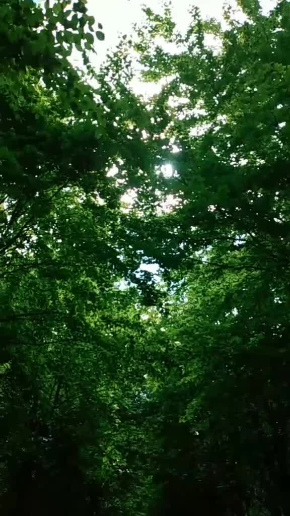 @The Roots Of Nature
